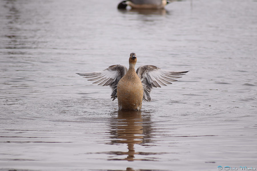 Pintail Duck Photograph - Pintail #1 by Christopher Marks
