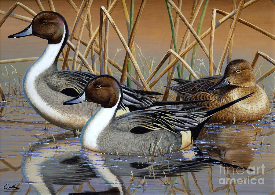 Pintail Ducks #1 Painting by Cynthie Fisher