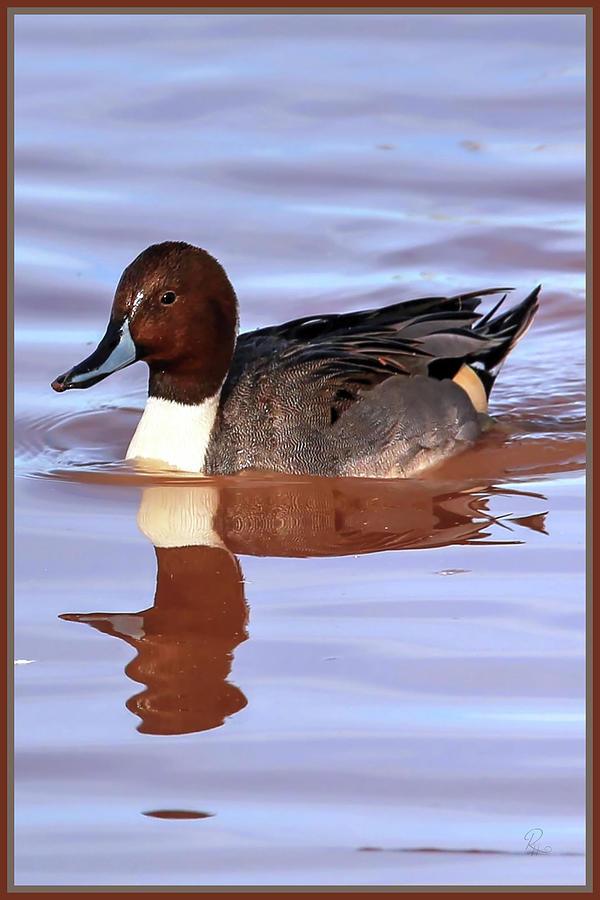 Pintail Reflections Photograph by Robert Harris