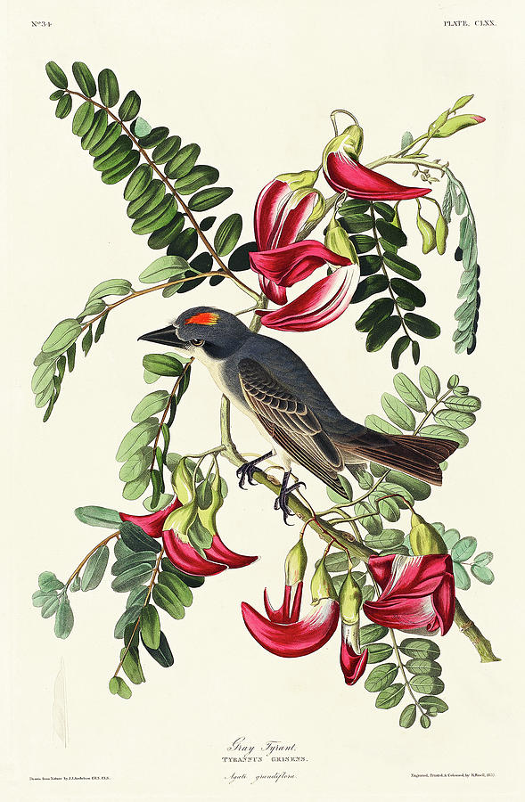 Audubon Birds Drawing - Piping Flycatcher #1 by John James Audubon