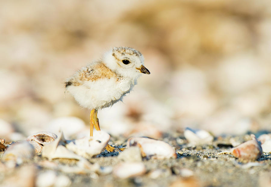 Piping Plover Chick #2 Photograph by Ray Whitt - Fine Art America