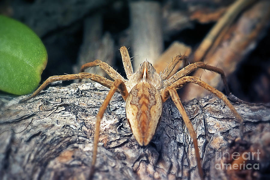 Wildlife Photograph - Pisaura mirabilis Nursery Web Spider #1 by Frank Ramspott