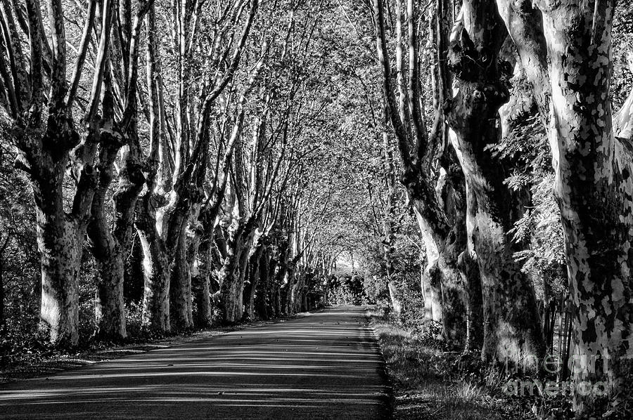 Plane Tree Lined Road in France 2 Photograph by Bob Phillips