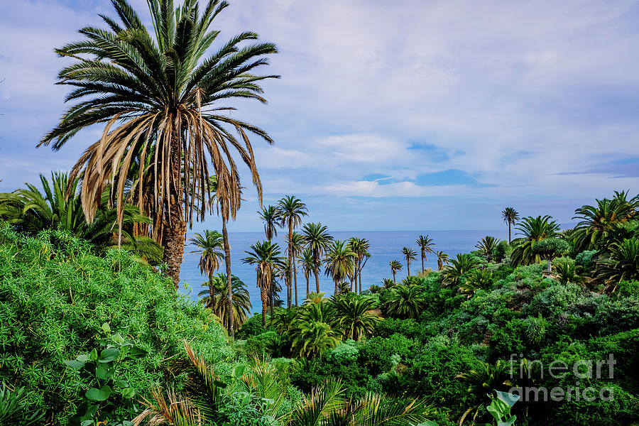Plantation of banana trees and tropical fruits near the sea, on  #1 Photograph by Joaquin Corbalan