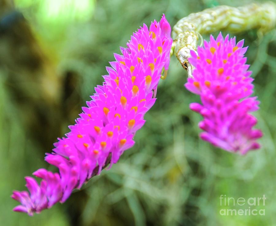 Plants and Flowers - Hawaii by D Davila Plants and Flowers - Hawaii by D Davila