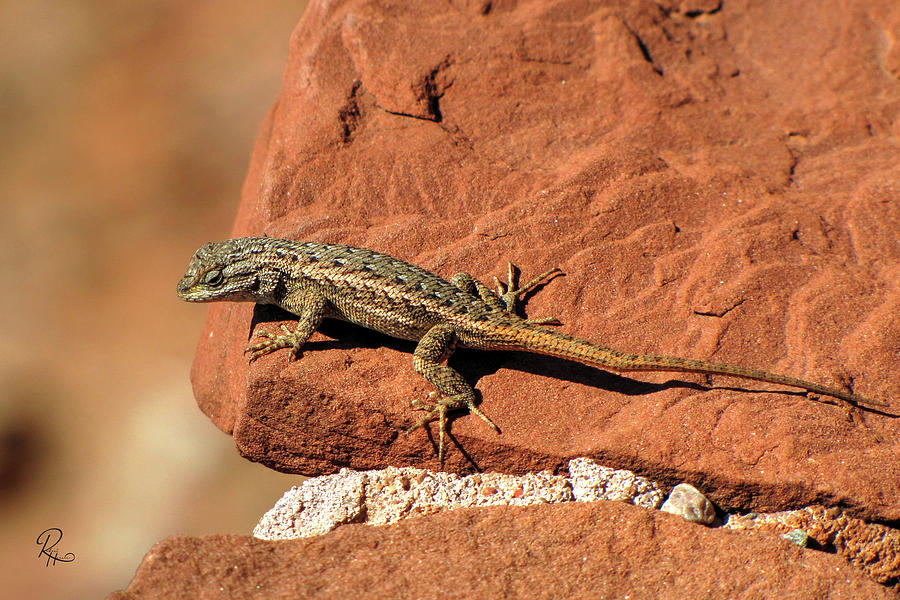 Plateau Lizard Photograph by Robert Harris