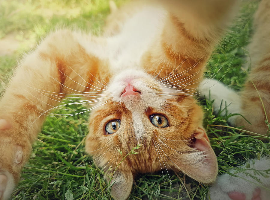 Playful Orange Kitten Photograph By Psychoshadow Art Fine Art America 3982