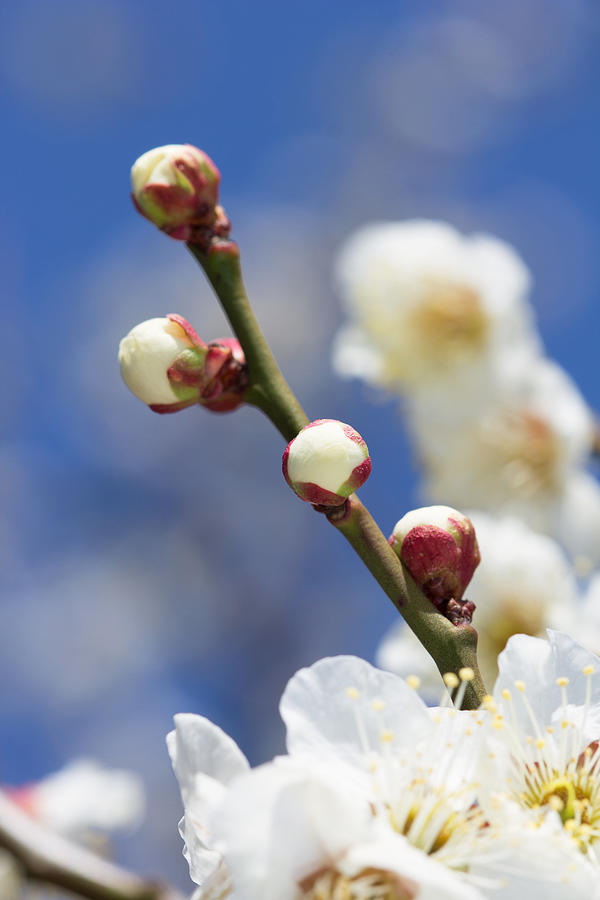 Plum blossom #1 Photograph by Y-studio