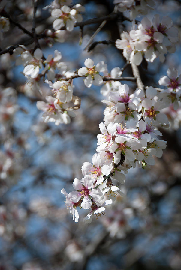 Plum white blooming blossom flowers in early spring. Springtime beauty Photograph by Michalakis Ppalis