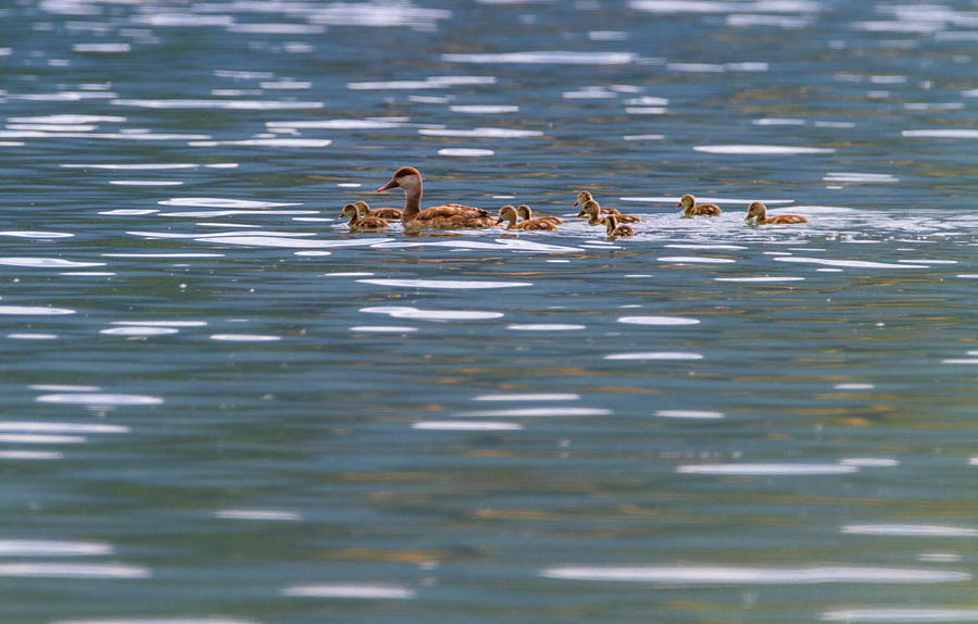Pochard duck, anas platyrhynchos, and babies #1 Photograph by Elenarts - Elena Duvernay photo