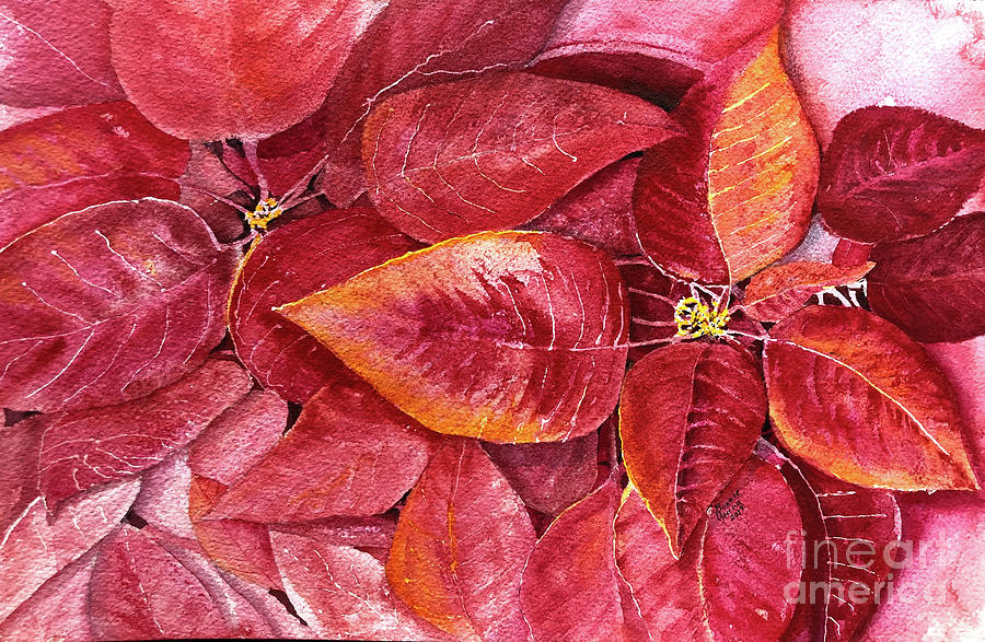 Poinsettia #1 Painting by Bonnie Young