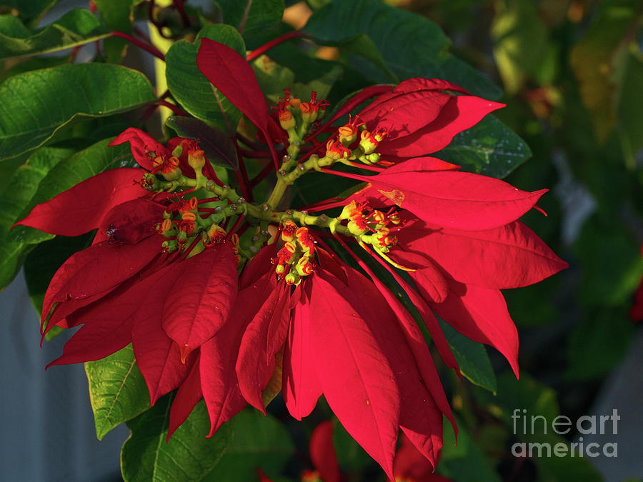 Poinsettia Red Photograph