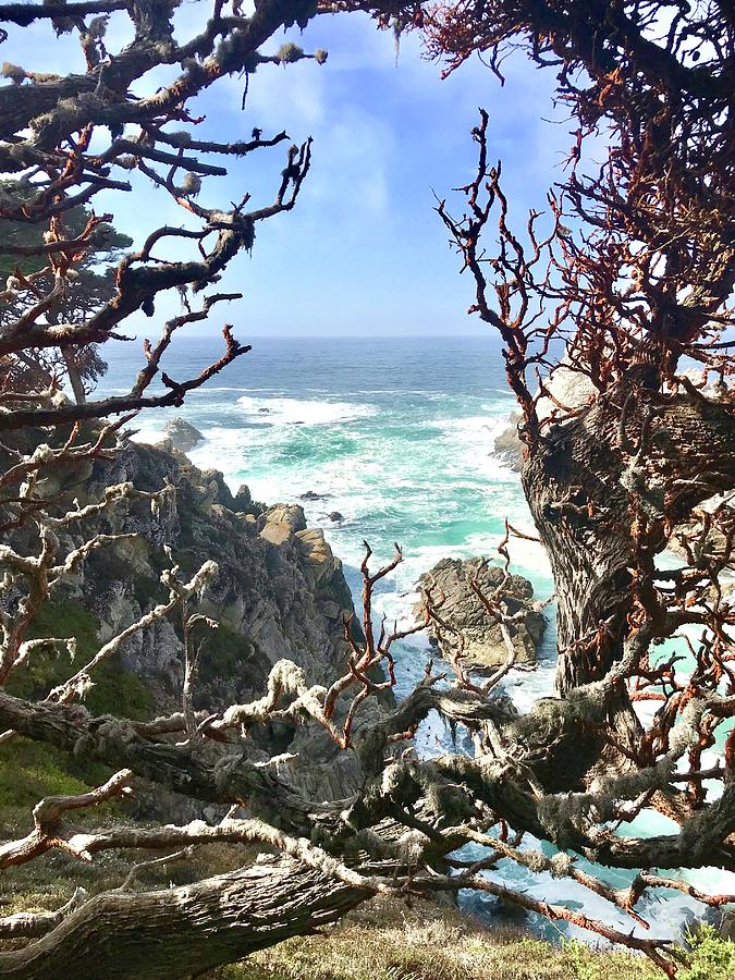 Point Lobos Photograph