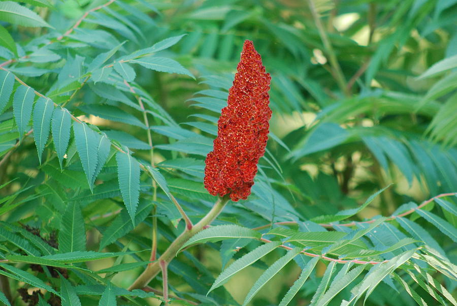 Staghorn Sumac Photograph by Ee Photography