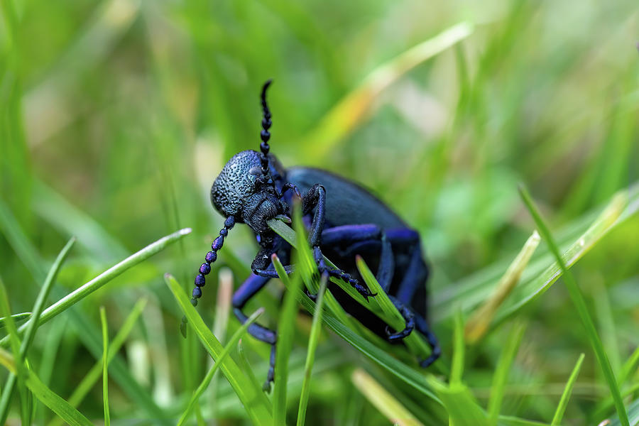 Poisonous Violet Oil Beetle Feeding On Grass Photograph by Artush Foto ...