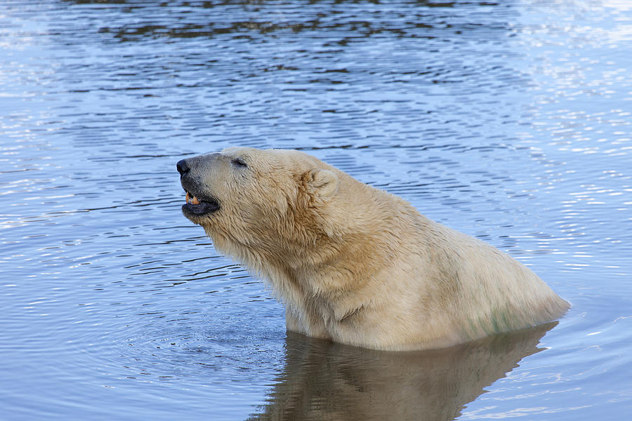 Polar Bear #1 Photograph by Andrew Dernie