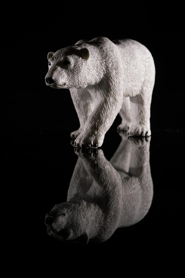 Polar Bear Isolated #1 Photograph by Mike Fusaro