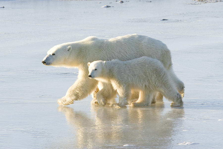 Polar bear mom and cubs. #1 Photograph by VisualCommunications
