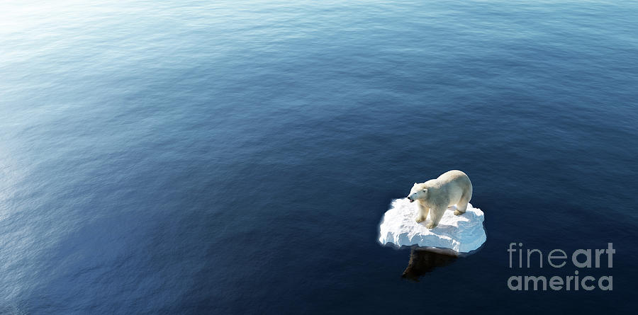 Nature Photograph - Polar bear on ice floe. Melting iceberg and global warming. #1 by Michal Bednarek