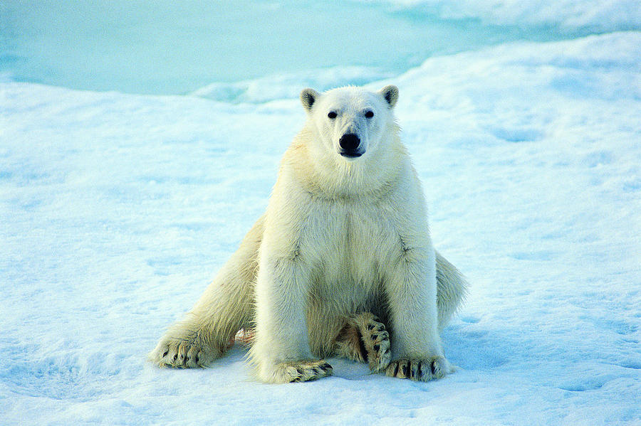 Polar Bear (Thalarctos maritimus) #1 Photograph by Joel Simon