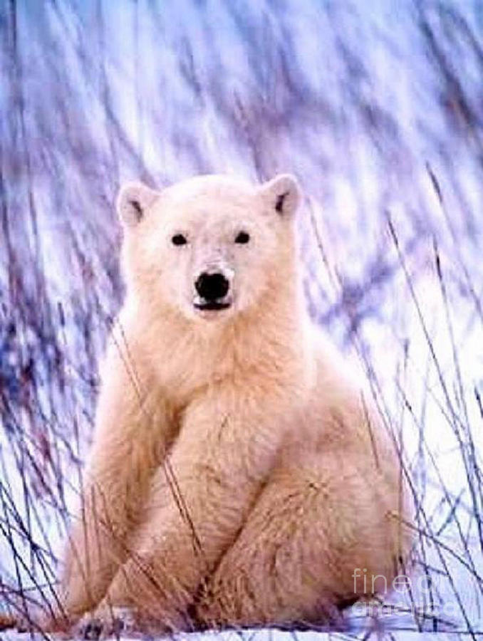 Polar Cub Photograph by Nehemiah Art - Fine Art America