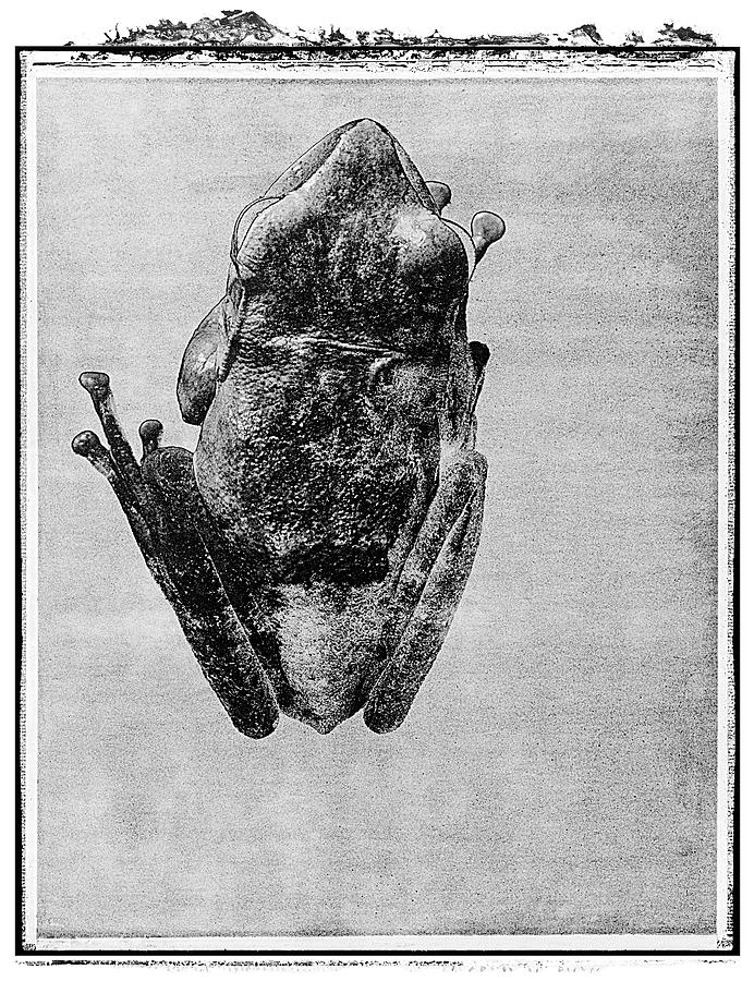 Solaroids - Polaroid Photo of Frog black and white Photograph by Paul E Williams