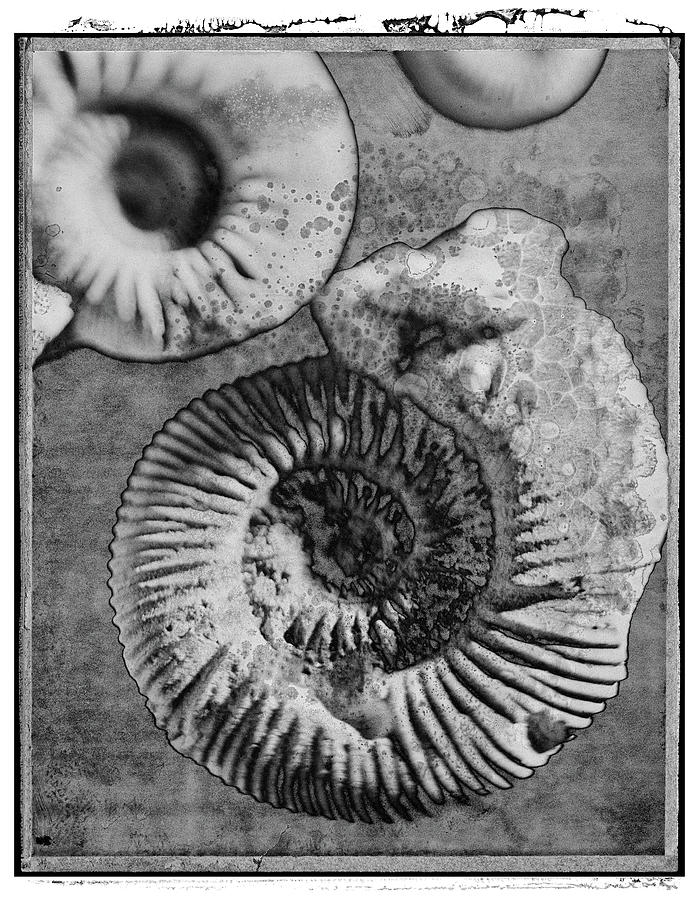 Polaroid Photo series Shells - Amonites - by Paul Willaims #1 Photograph by Paul E Williams