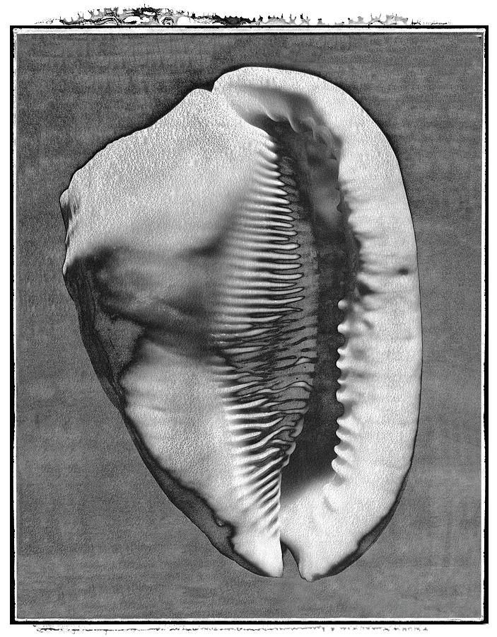 Polaroid Photo series Shells by Paul Willaims #1 Photograph by Paul E Williams