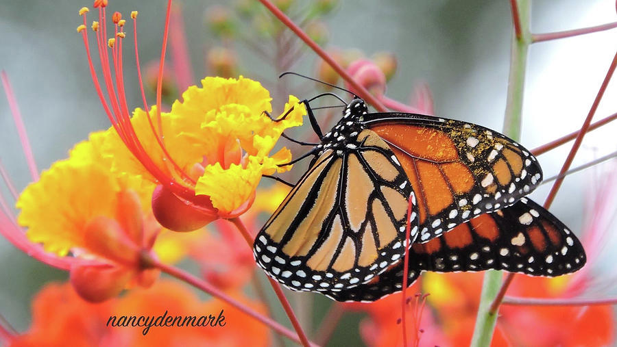 Pollen Covered Monarch #2 Photograph by Nancy Denmark