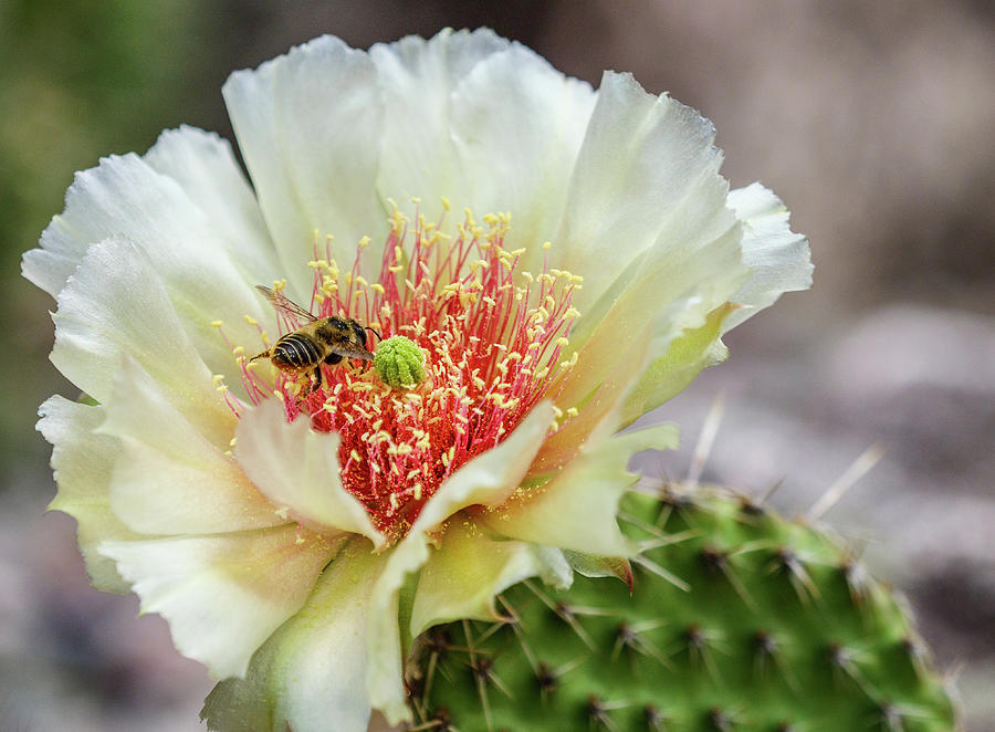 Pollinator on a Prickly Pear Cactus Bloom #1 Photograph by Rob Huntley