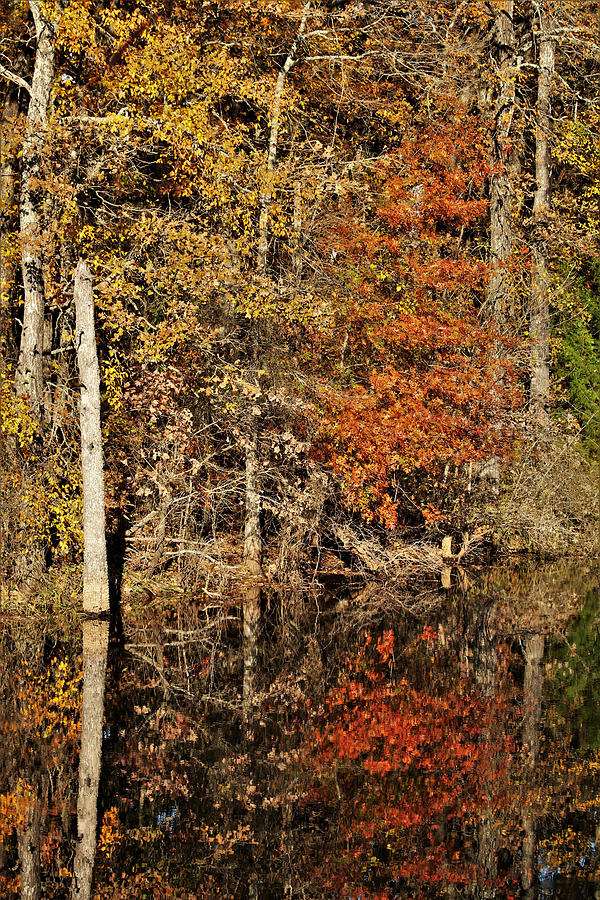 Pond Reflections in Fall #1 Photograph by Sheila Brown