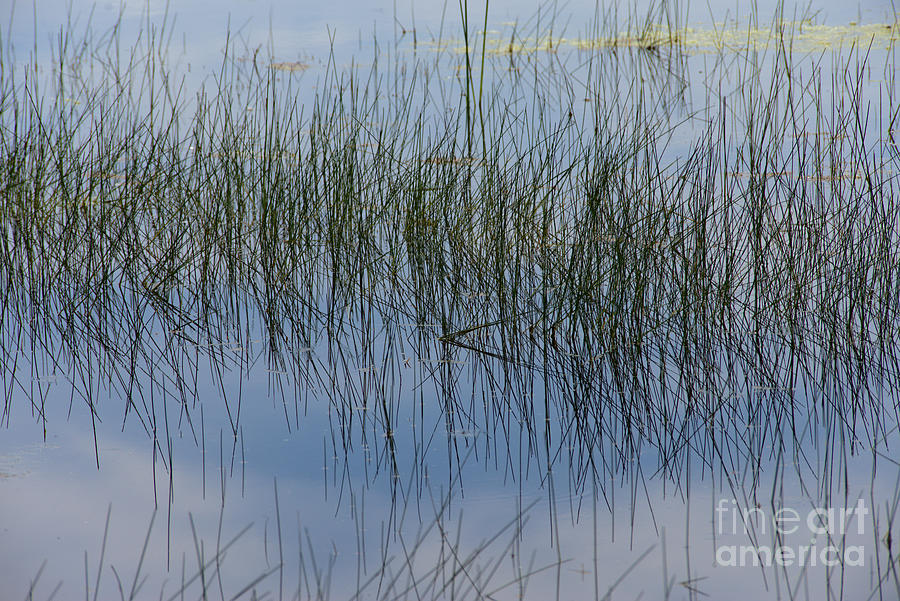Pond Reflections Photograph by Kae Cheatham