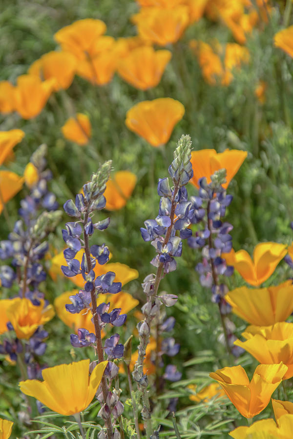 Poppies and Mountain Lupine 5585-030519 Photograph by Tam Ryan