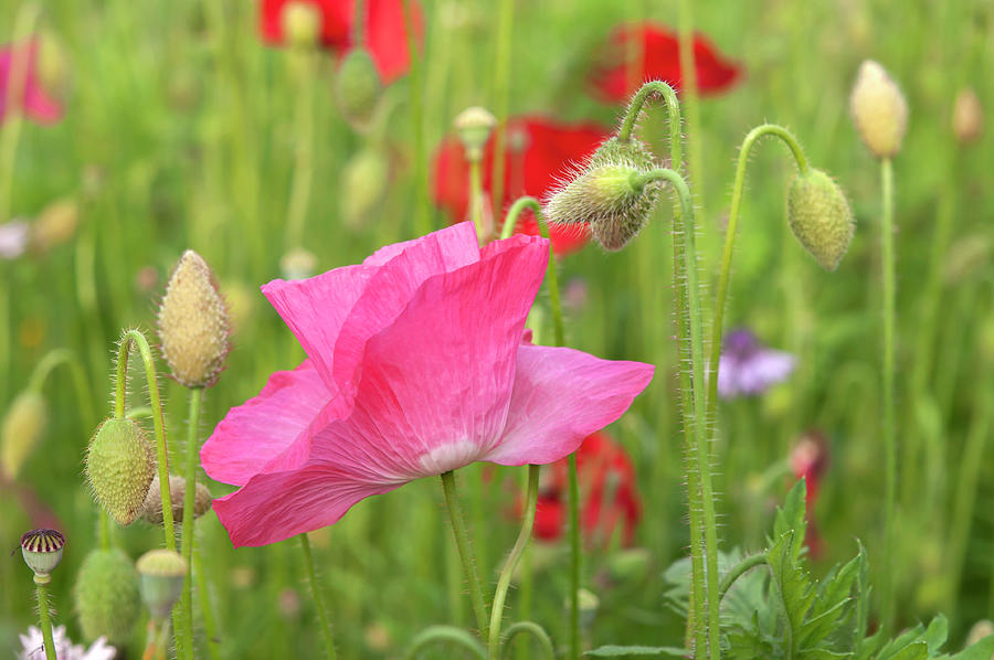 Poppies at Pictorial Meadow #1 Photograph by Jenny Rainbow