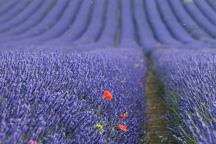 Poppies in lavender fields #1 Photograph by Sergio Amiti