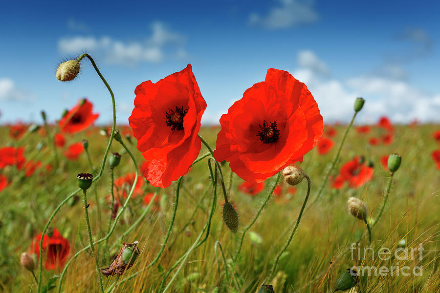 Poppies in the summer sunshine. No. 4 #1 Photograph by Phill Thornton