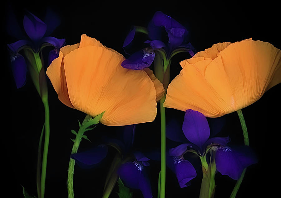 Poppy And Iris Photograph
