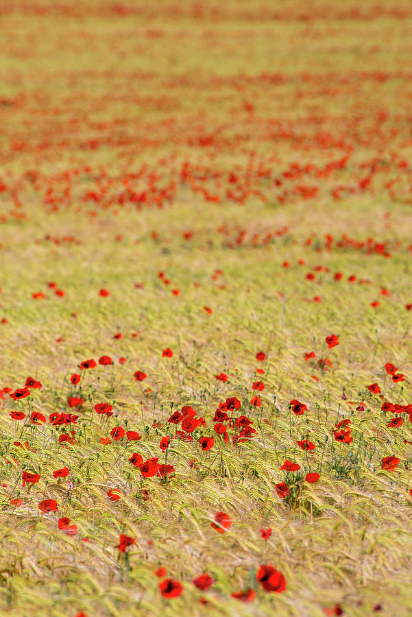 Poppy Field #2 Photograph by Alan Copson