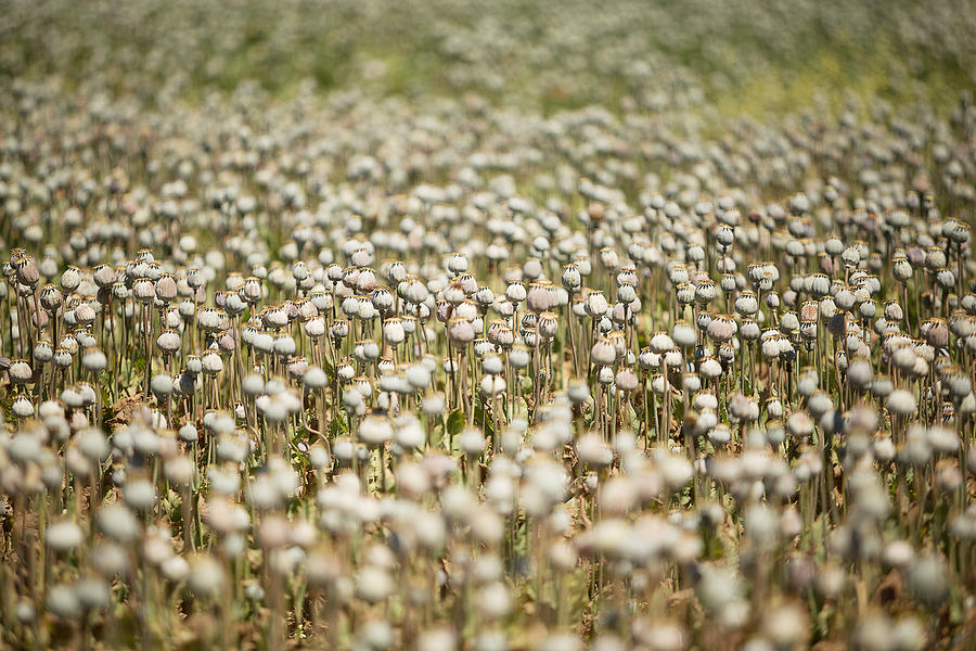 Poppy Field #1 Photograph by Slovegrove
