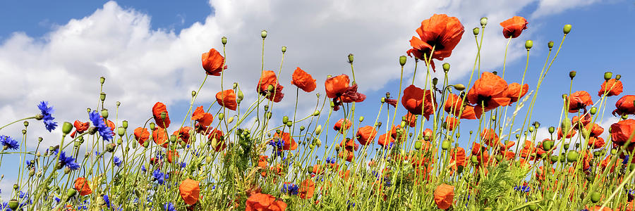 Poppy Photograph - Poppy Field with Cornflowers - Panorama #1 by Melanie Viola
