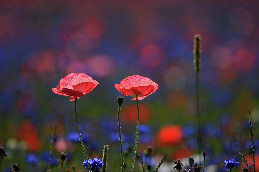Poppy Flowers #1 Photograph by Shixing Wen