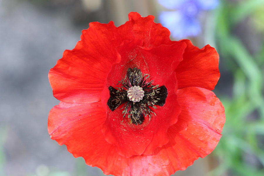 Poppy #1 Photograph by Tom Conway