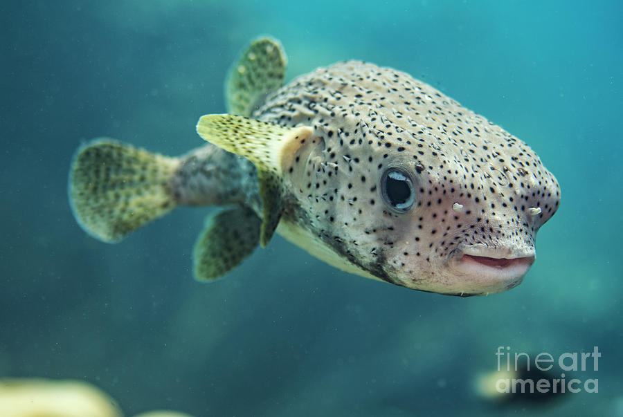 Porcupine Pufferfish #1 Photograph by JT Lewis