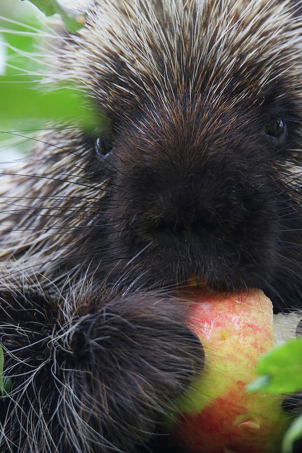Porcupine With Apple #1 Photograph by Brook Burling