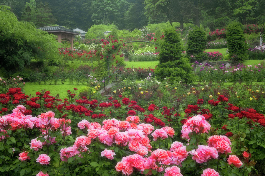 Portland's International Rose Test Garden in Washington Park displays ...