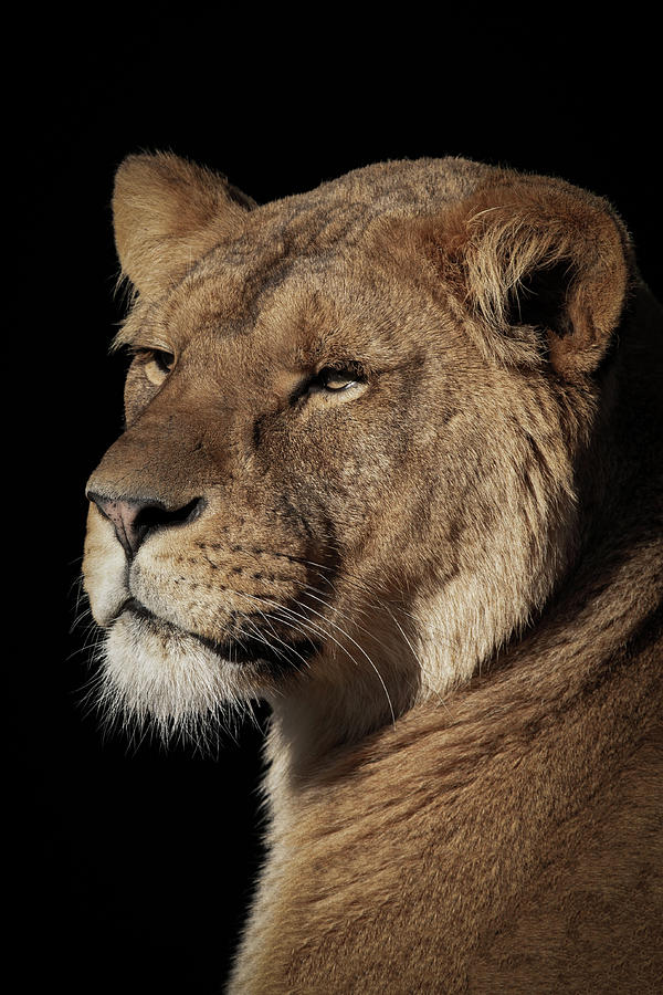 Portrait lioness #1 Digital Art by Marjolein Van Middelkoop
