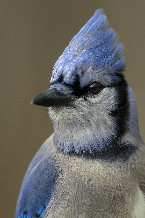 Portrait of a Bluejay #1 Photograph by Timothy McIntyre
