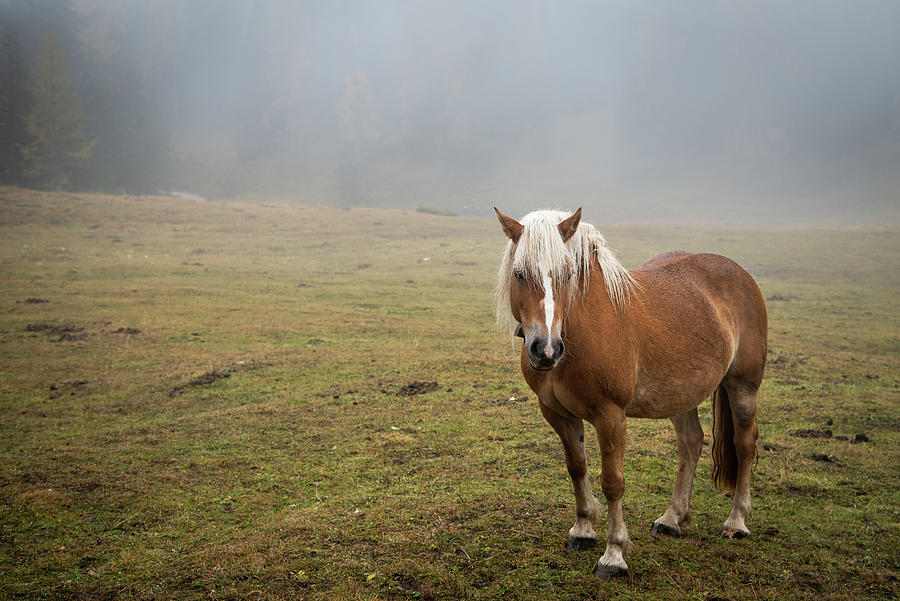 Portrait of a brown horse in the field. #2 Photograph by Michalakis Ppalis