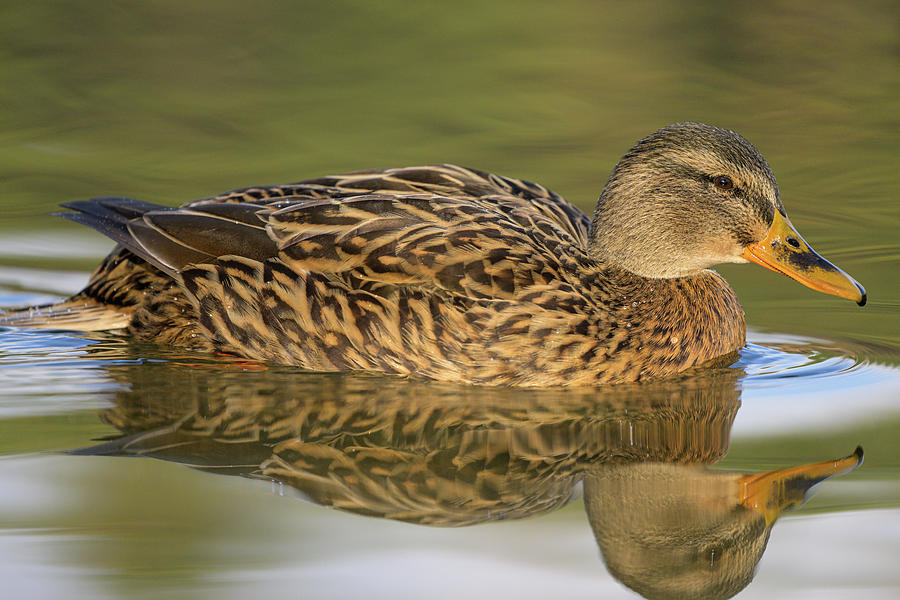 Portrait Of A Female Mallard Swimming In Water Photograph By Stefan 