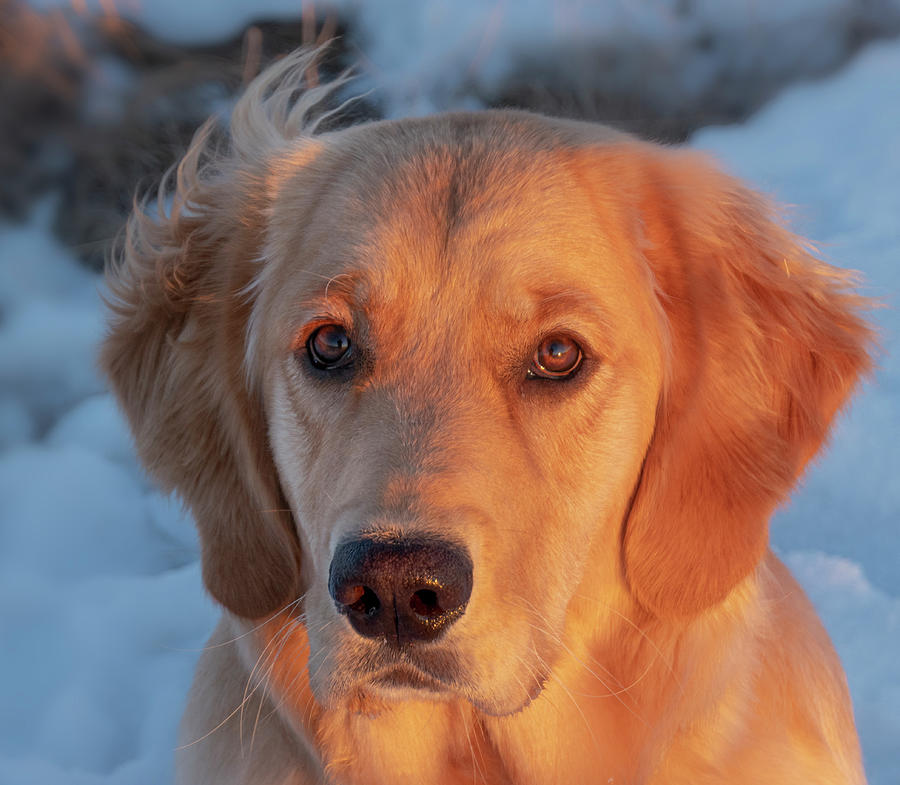 Portrait Of A Golden Retriever Photograph by Karen Rispin | Fine Art